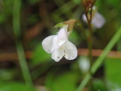 Mazus novaezeelandiae impolitus