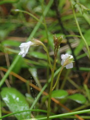 Mazus novaezeelandiae impolitus