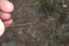 Austrostipa pubinodis