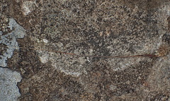 Austrostipa pubinodis