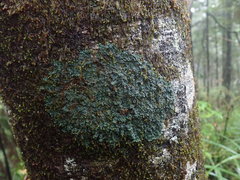 Leioderma duplicatum