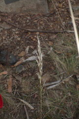 Austrostipa pubinodis