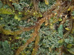 Leioderma duplicatum