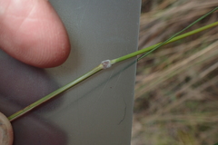 Austrostipa pubinodis