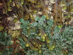 Leioderma duplicatum