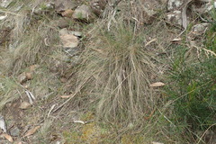 Austrostipa pubinodis