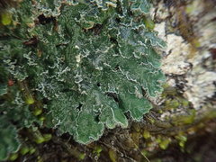 Leioderma duplicatum