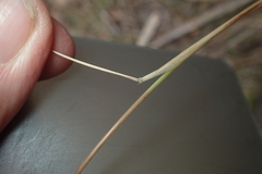 Austrostipa pubinodis
