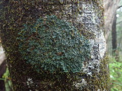 Leioderma duplicatum