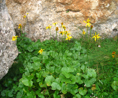 Dolichorrhiza caucasica