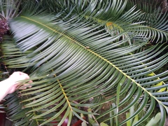 Lepidozamia
