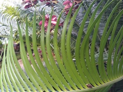 Lepidozamia