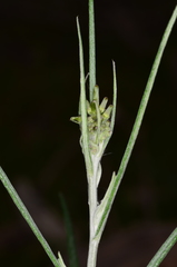Senecio prenanthoides