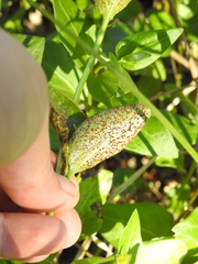 Puccinia vincae