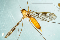 Nervijuncta wakefieldi