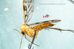 Nervijuncta wakefieldi