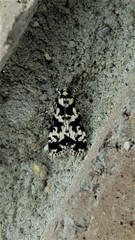 Scoparia exhibitalis