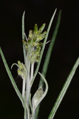 Senecio prenanthoides