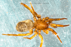 Zelanda kaituna