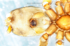 Zelanda kaituna