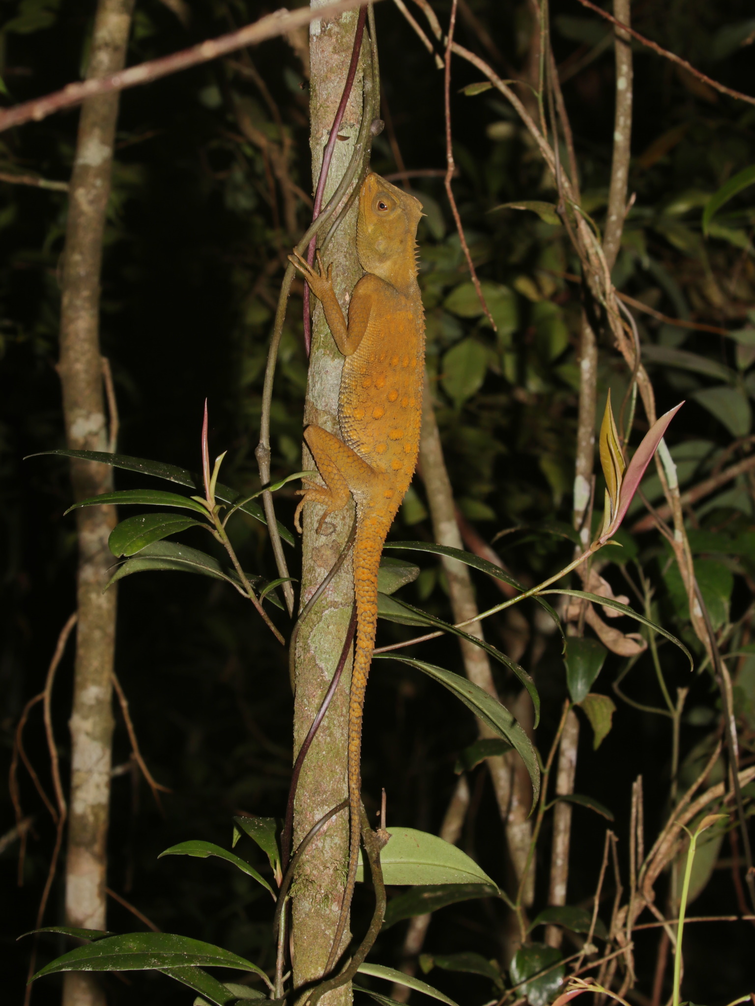 Acanthosaura bintangensis Wood, Grismer, Grismer, Ahmad, Onn & Bauer, 2009