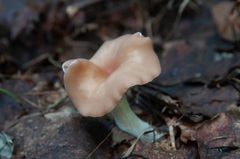 Clitocybe diatreta
