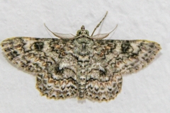 Cleora alienaria