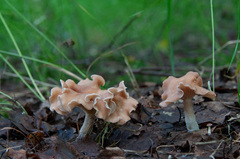 Clitocybe diatreta