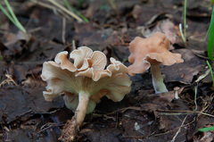 Clitocybe diatreta