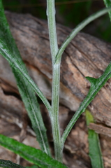 Senecio prenanthoides