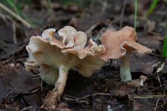 Clitocybe diatreta