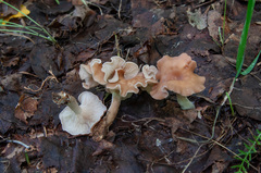 Clitocybe diatreta