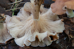 Clitocybe diatreta