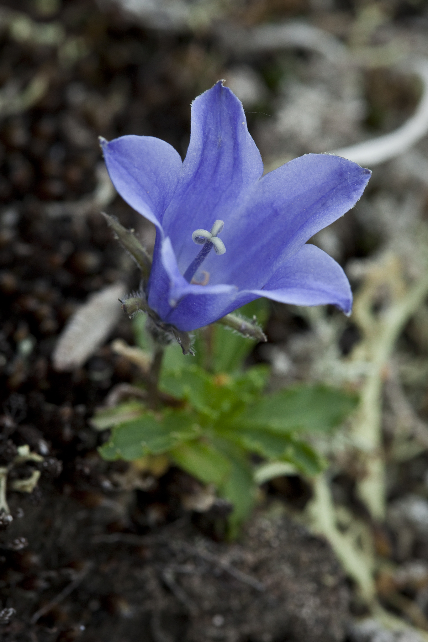 Campanula lasiocarpa