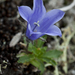Mountain Harebell - Photo (c) Denali National Park and Preserve, some rights reserved (CC BY)