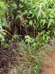Schizachyrium condensatum