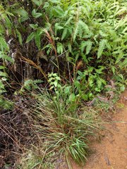 Schizachyrium condensatum