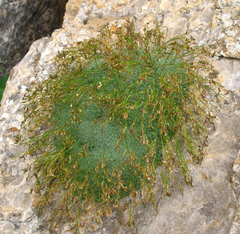 Draba mollissima