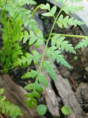 Rumohra adiantiformis