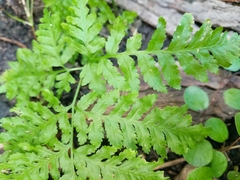 Rumohra adiantiformis