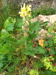 Pedicularis chroorrhyncha