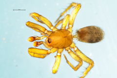 Zelanda kaituna