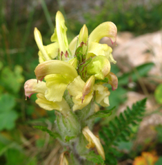Pedicularis chroorrhyncha