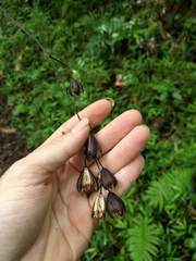 Toona ciliata, recorded fruiting