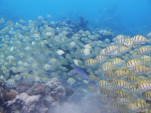 Convict Surgeonfish, Hui Feng, photo 9 of 10