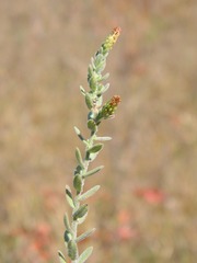Symphyotrichum estesii