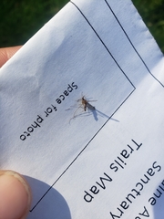 Anopheles freeborni