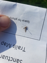 Anopheles freeborni
