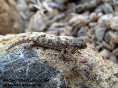 Mediodactylus spinicauda