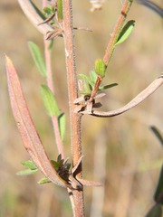Symphyotrichum estesii